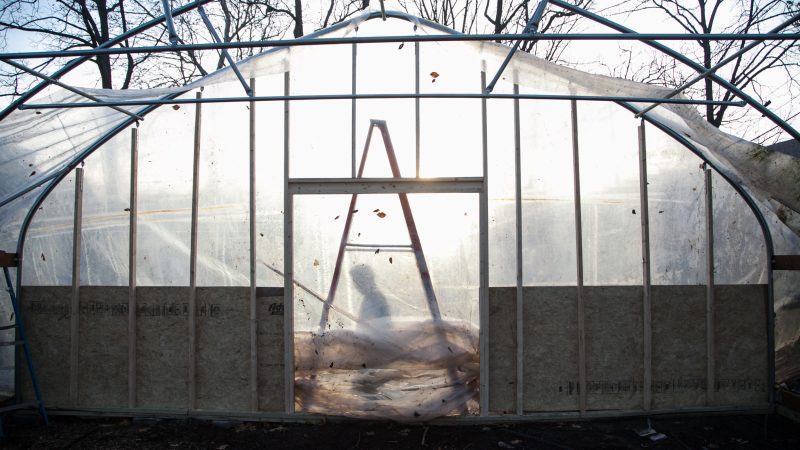 school of live culture